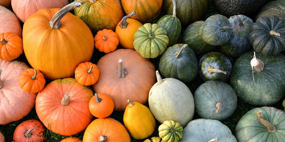 Colorful pumpkin variety